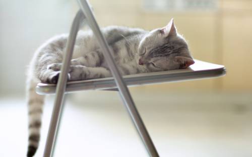 Отдых, стул, кошка - Животные