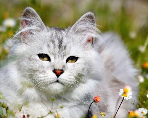 Ромашки, белый, кот, трава - Животные
