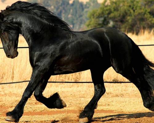 Черная лошадка - Животные