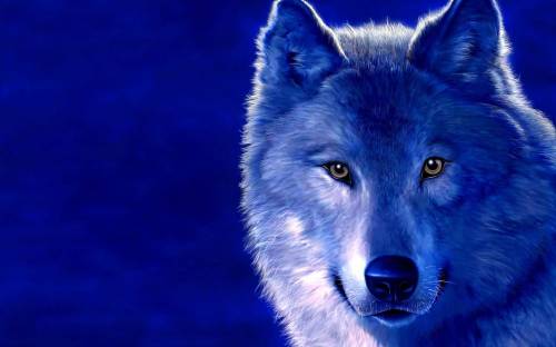 Волк на синем фоне - Животные