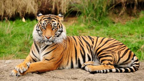 Фото тигра на природе - Животные