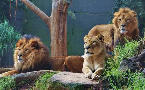 Львы и львица на фоне природы - Животные