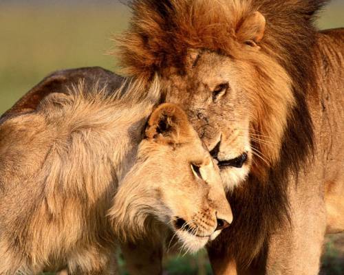 Любовь львов - Животные