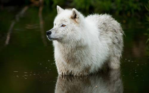 Природа, волк, река - Животные