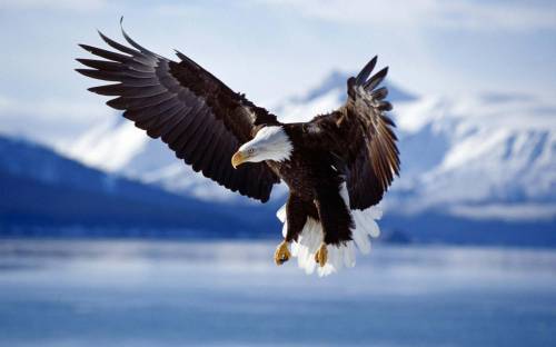 Орел с раскрытыми крыльями - Животные