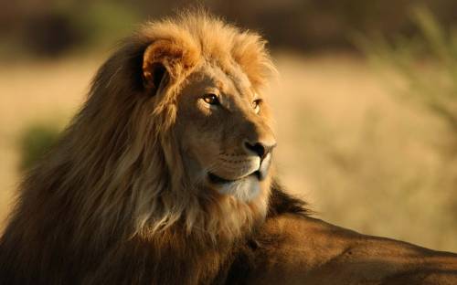 Лев король зверей - Животные