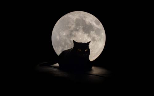 Фон, луна, кошка - Животные