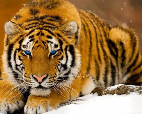 Тигр лежит на снегу - Животные