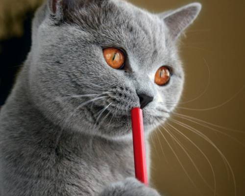 Кот с карандашом - Животные