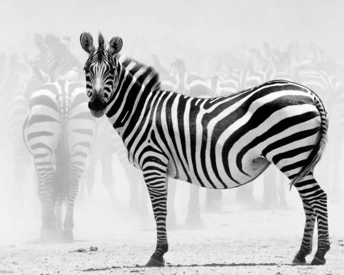 Стадо, зебра - Животные