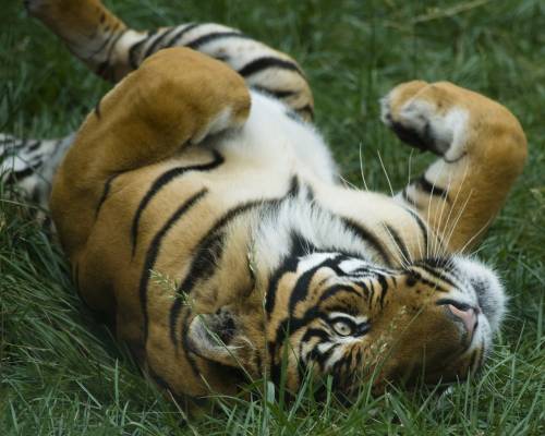 Забавный тигр - Животные