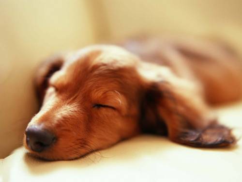 Спящая собака - Животные