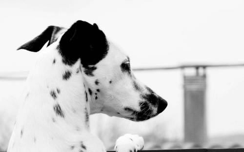Фото белой собаки - Животные
