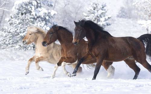 Лошади на снегу - Животные