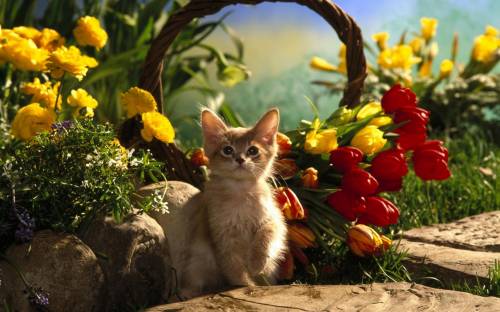 Котёнок, тюльпаны, корзина - Животные