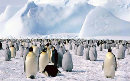Стая пингвинов - Животные