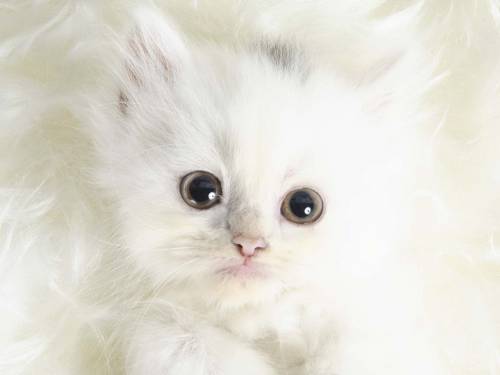 Беленький котенок - Животные