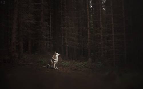 Собака, лес, друг - Животные