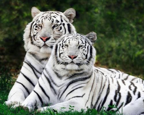 Тигры альбиносы - Животные
