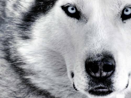 Морда волка - Животные
