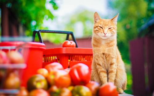 Рыжий, кот, фрукты - Животные