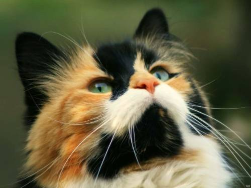 Трехцветная кошка - Животные
