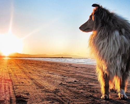 Собака, колли, солнце, закат - Животные