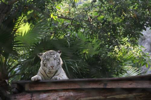 Белый тигр - Животные