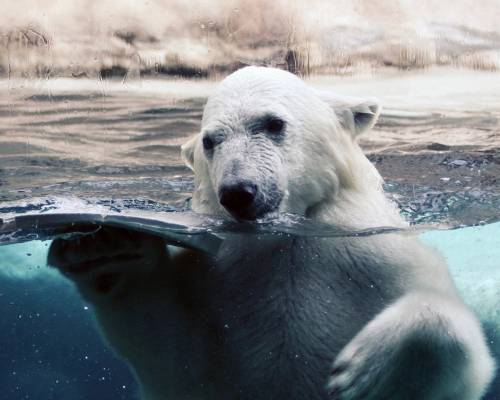 Белый медведь в воде - Животные
