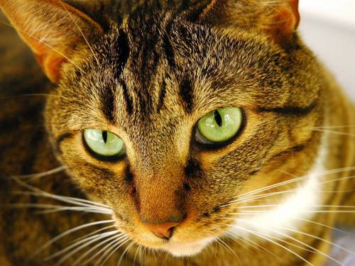 Кот с зелеными глазами - Животные