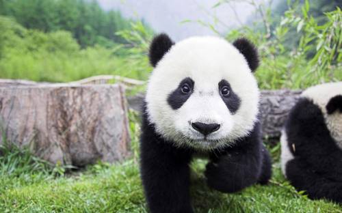 Мордочка панды - Животные