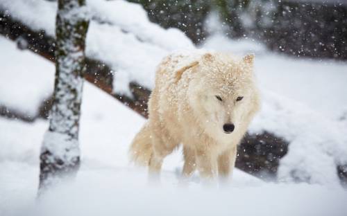 Волк, снег, зима - Животные