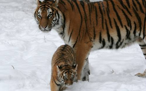 Кошка, снег, тигрица - Животные