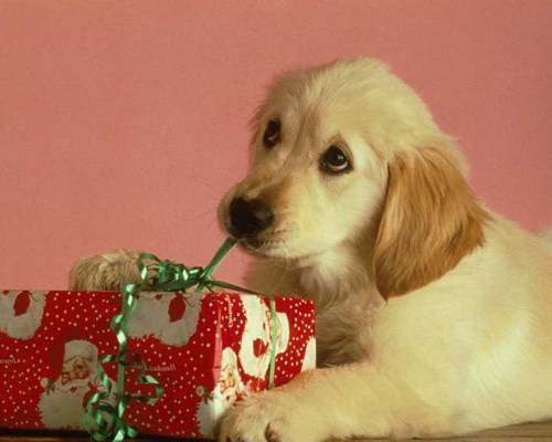 Собака с подарком - Животные
