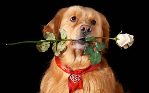 Собака с розой во рту - Животные