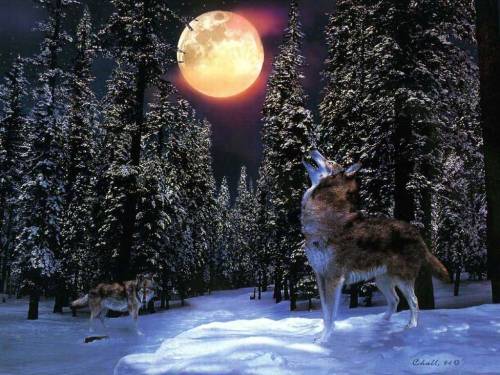 Волк и луна - Животные