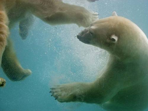 Белые медведи под водой - Животные