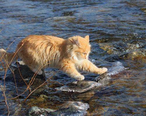 Кот, камни, вода, река - Животные