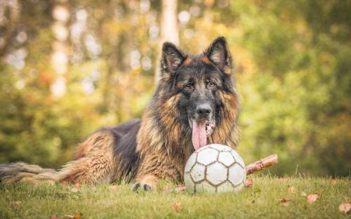 Собака, друг, мяч - Животные
