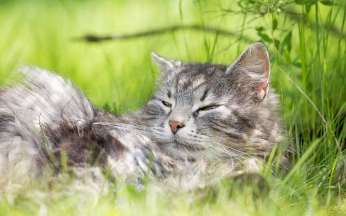 Кот, отдых, трава, лето - Животные