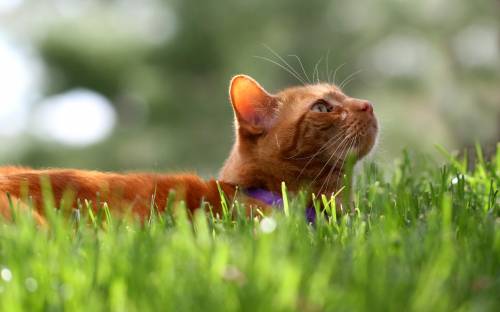 Кошка в траве - Животные