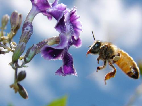 Пчела летит к цветку - Животные