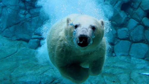 Белый медведь под водой - Животные