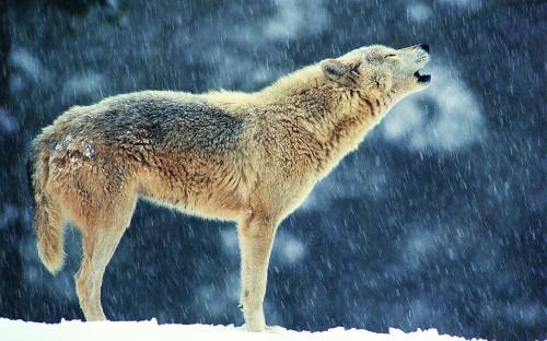 Волк на снегу - Животные