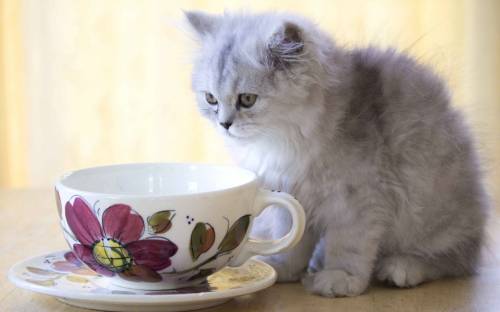 Чашка, котенок - Животные