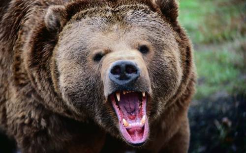 Пасть медведя - Животные