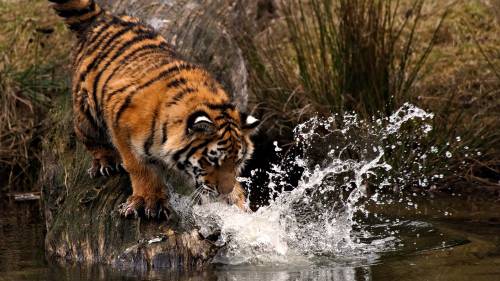 Тигр ловит рыбу - Животные