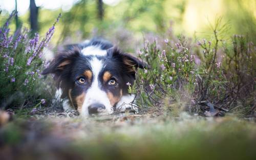Собака на отдыхе в траве - Животные