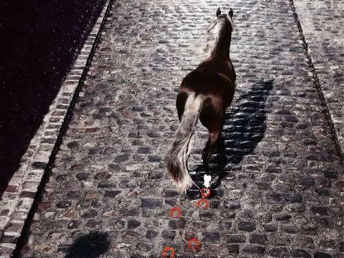 Лошадь на дороге - Животные