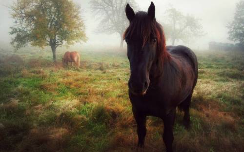 Осень, туман, лошадь - Животные